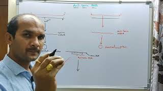 Antisense RNA natural antisense transcriptantisense oligonucleotide [upl. by Berton]