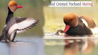 Red crested pochard Mating  Pochard Bird  Bird Mating  Wildlife Photography  Bird Photography [upl. by Saunderson]