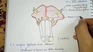 External Features of PonsMetencephalon [upl. by Ignatius]