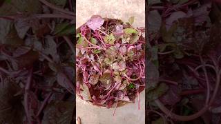 laal saag banye ka recipe saag recipe cooking ❣️❣️✅✅💯tasty love saag 💗💗🔥🔥jharkhand [upl. by Fatima]