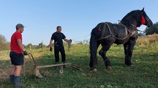 📢🚜Фараон PERCHERON виорює і везе картоплю 🥔🍟🥵 [upl. by Russia]