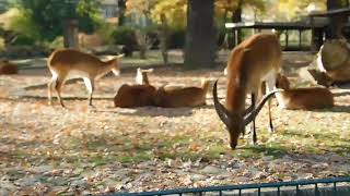 Zoologischer Garten Berlin [upl. by Pinkerton]