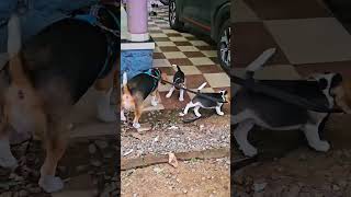 Jaango ഞാന്‍ പെട്ടു Funny Dogs funny puppy beagle malayalam comedy dogs ytshorts shorts [upl. by Paolina]