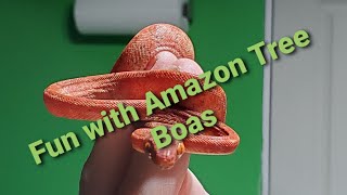 Lets talk Amazon Tree Boas [upl. by Ymer]