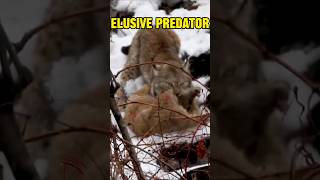 the ELUSIVE predator Eurasian Lynx hunts in Himalayan Mountains lynx wildlife animals nature [upl. by Rodrique]