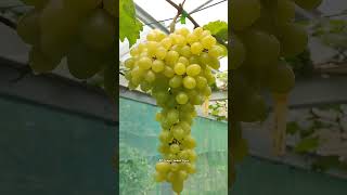 kondisi buah di kebun AR Grape Lembah Hijau Purworejo Jawa Tengah panenanggur kebunanggur garden [upl. by Nytsirc]