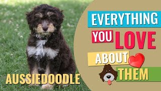 Aussiedoodle  All Facts About Australian Shepherd Poodle Mix  Petmoo [upl. by Llerrud]