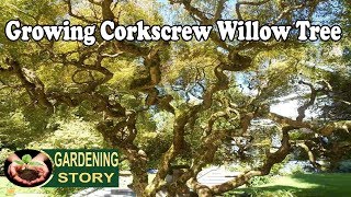 How To Grow A Corkscrew Willow Tree [upl. by Pavier]