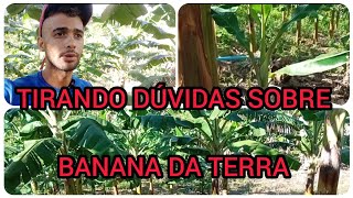 COMO TER SUCESSO NA PLANTAÇÃO DE BANANA DA TERRA SIGATOKA NEGRA ESPAÇAMENTONematóides e [upl. by Wycoff]