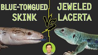 Jeweled Lacerta vs BlueTongued Skink  Head To Head [upl. by Eifos785]