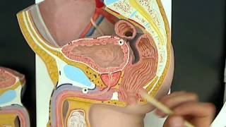 Male reproductive anatomy model 01wmv [upl. by Anada372]