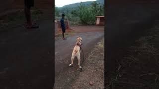 Labrador dog barking hardcore [upl. by Saideman171]