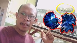 Vlog5  Ornamental fish farm Breeding  complete guide in betta fish breeding [upl. by Wesley190]