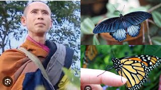 Full ❤️ The Enlightening Tale of Monk Thích Minh Tuệ and the Butterflies [upl. by Ennayhs]