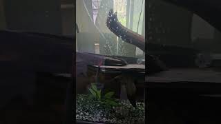 Rainbow Sharks mating in my Aquarium [upl. by Packston616]