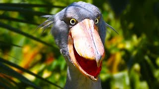 Shoebill Stork – Prehistoric Dinosaur Looking Bird [upl. by Ylreveb]