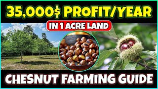 Chesnut Farming  Growing Chestnuts as a Cash Crop  Chestnut Orcharding [upl. by Avir429]