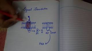 signal transductioneasy explanation part 1 [upl. by Yuria]