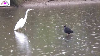 Under heavy rain Swamphen repelling Egret from fishing territory [upl. by Lyram547]