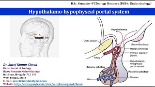 Hypothalamohypophyseal Portal System [upl. by Kcerred]