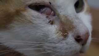 A 10yearold cat has a swelling below the right eye  malar abscess Part 12 [upl. by Hayouqes]