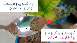 Yellow leaves solution only 2 minutes  پودوں کے پتے پیلے ہونے سے کیسے روکیں ۔ [upl. by Aubreir405]