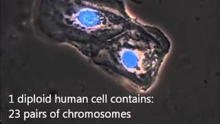 A microscopic view of a buccal swab sample for DNA analysis [upl. by Dwane]