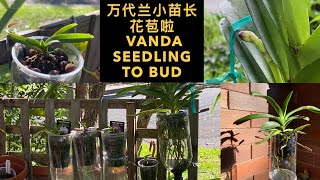 GS18 养万代兰小苗到长花苞 grow Vanda orchid seedling to bud [upl. by Casandra]