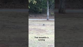 We found armadillo running armadillo running [upl. by Htenaj670]