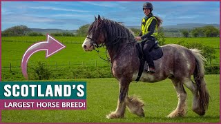 Riding the Clydesdale in Scotland [upl. by Melentha]