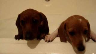 Dachshund Puppies Bath Time [upl. by Annahsar675]