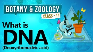 What is DNA deoxyribonucleic acid  Biochemistry of Cell  Biology Class 11 [upl. by Ientruoc]