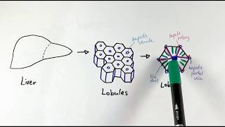 A2 Biology  The liver OCR A Chapter 154 [upl. by Leidba]