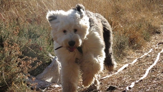 Riley  Old English Sheepdog Puppy  Residential Dog Training [upl. by Wattenberg447]