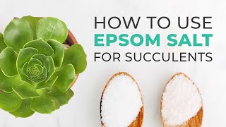 SUCCULENT CARE TIPS  HOW TO USE EPSOM SALT TO FERTILIZE amp ENCOURAGE YOUR SUCCULENTS TO BLOOM [upl. by Cresa]