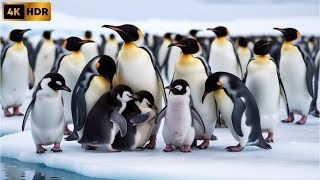 Penguins Around the World A Fun and Educational Guide for Kids Song [upl. by Macleod]