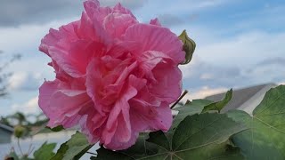 Sembrando cemillas de Rosa Confederada Hibiscus mutabilis Hibiscus [upl. by Mohsen637]