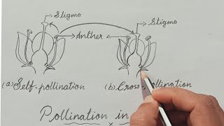 Easy diagram of pollination [upl. by Annailuj]