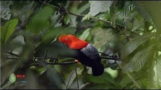 Das Geheimnis der Bäume  Botaniker Francis Hallé erklärt den Primär und Sekundärwald [upl. by Shanie]