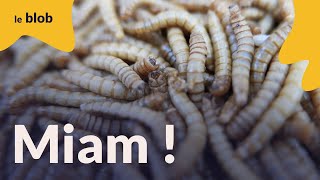 Insectes comestibles la plus grande ferme au monde ouvre en France   Reportage [upl. by Carper]