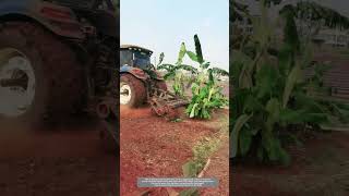 Use Mechanical Equipment To Crush Banana Trees And Leave Them In The Field As Fertilizer [upl. by Iain]