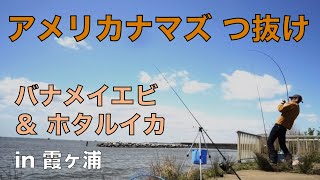 春の霞ヶ浦でアメリカナマズを10匹以上釣った回 バナメイエビampホタルイカ 24年4月 [upl. by Annaitsirhc]