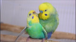 Budgies  parakeets  Mating  Breeding [upl. by Maribeth]