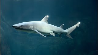 Whitetip Reef Shark Bin3aiah Fishes [upl. by Leiso136]