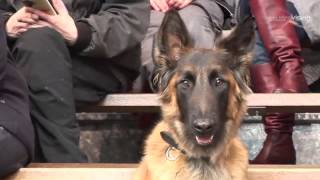 Championnat de France dObéissance Canine de CAUDRY [upl. by Enwad]