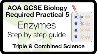 AQA GCSE Required Practical Enzymes  Method Analysis amp ExamStyle Questions [upl. by Callahan]