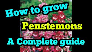 How to grow penstemons a complete guide [upl. by Rollie]