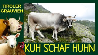 KUH SCHAF HUHN Folge 1 Tiroler Grauvieh  Die silbernen Rinder der Tiroler Berge  Wipptaler Rind [upl. by Asiole]