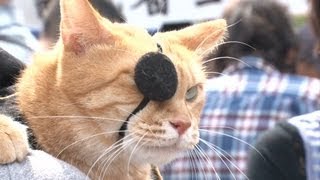 Onikojūrō Samurai Festival at Shiroishi Castle [upl. by Horowitz]