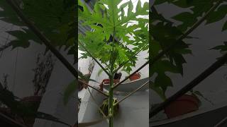 Update ¿Qué pasó con la papaya de hace un año howto plantas farming fruit papaya crecimiento [upl. by Brighton]